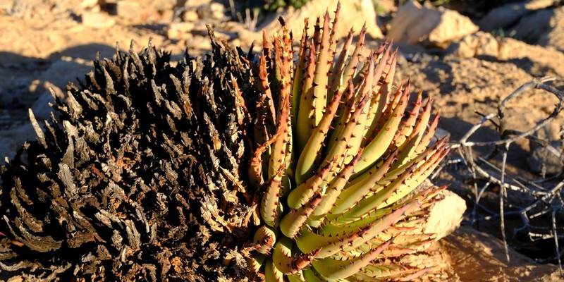 Aloe pachygaster photo 4