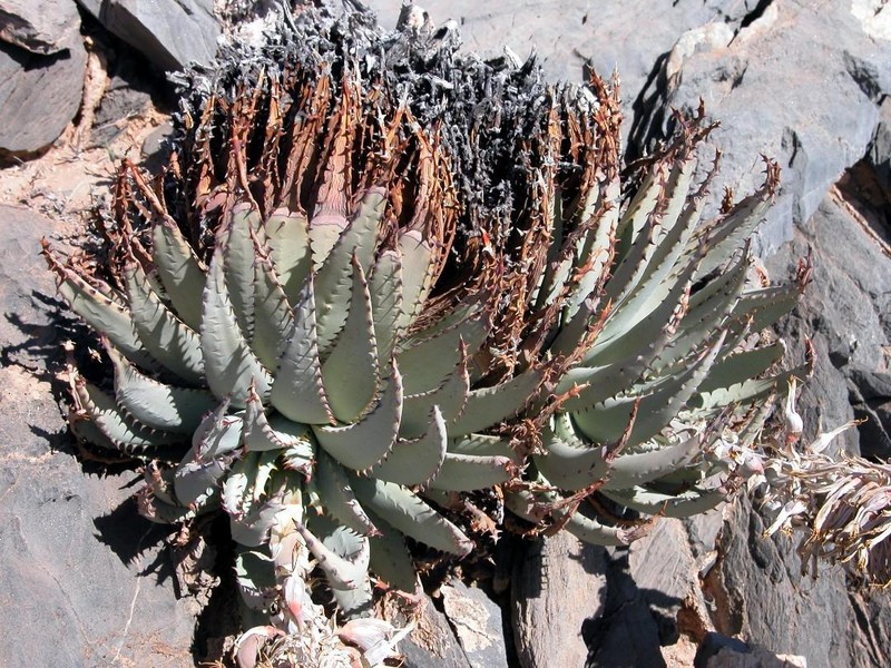 Aloe pachygaster photo 6