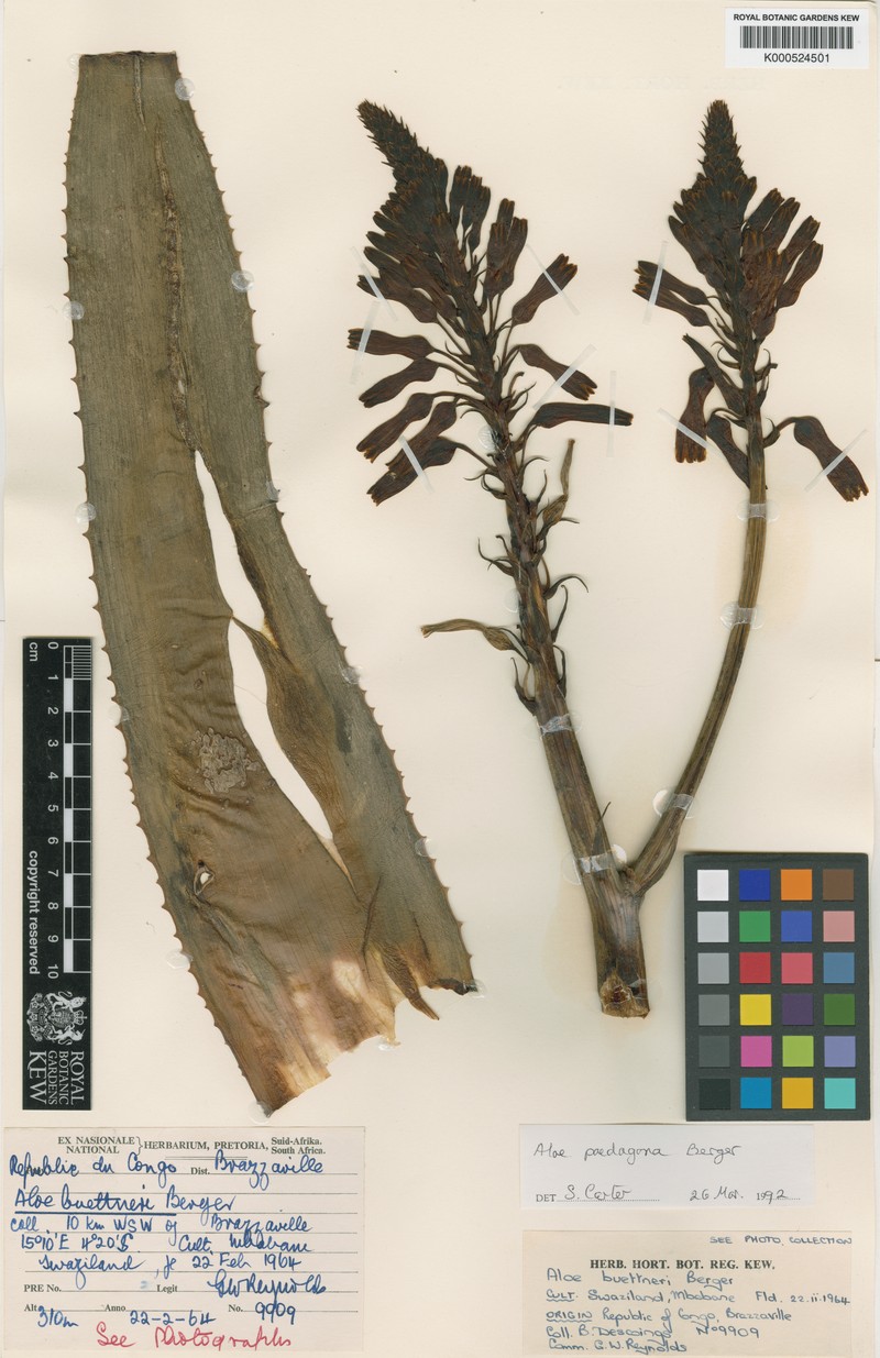 Aloe paedogona