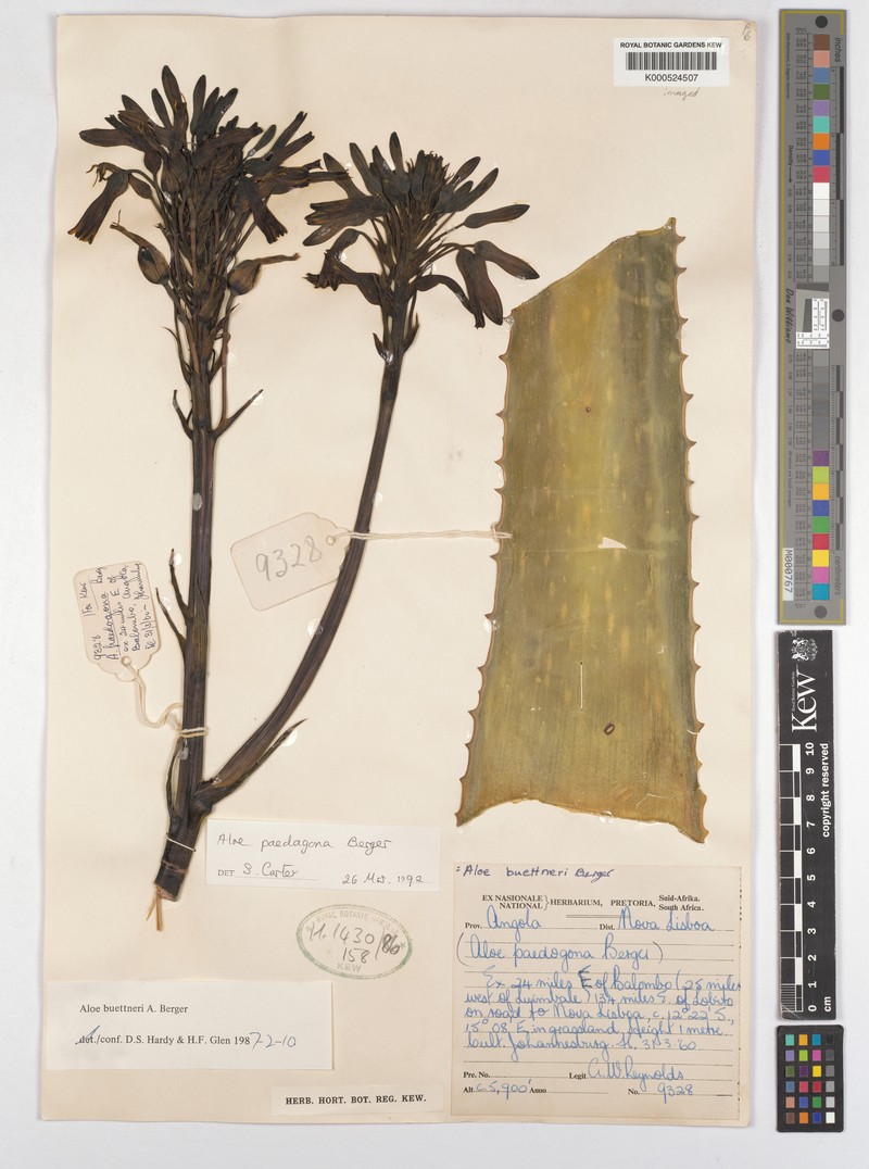 Aloe paedogona photo 2