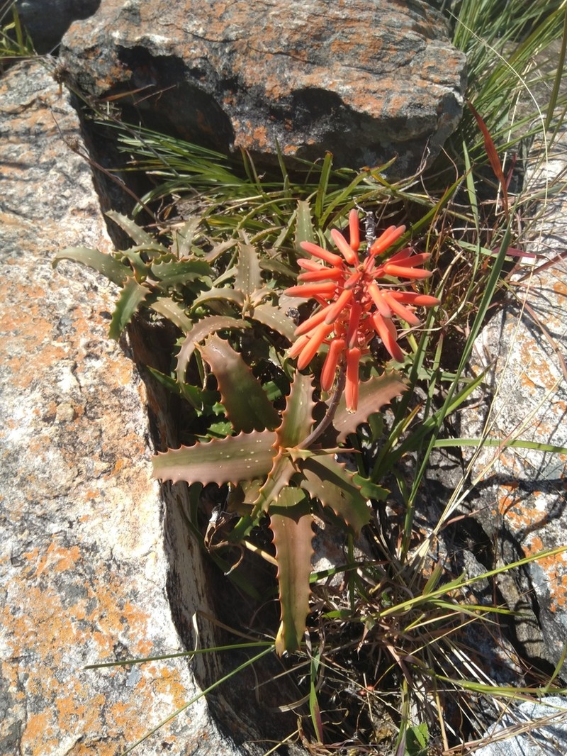 Aloe palmiformis