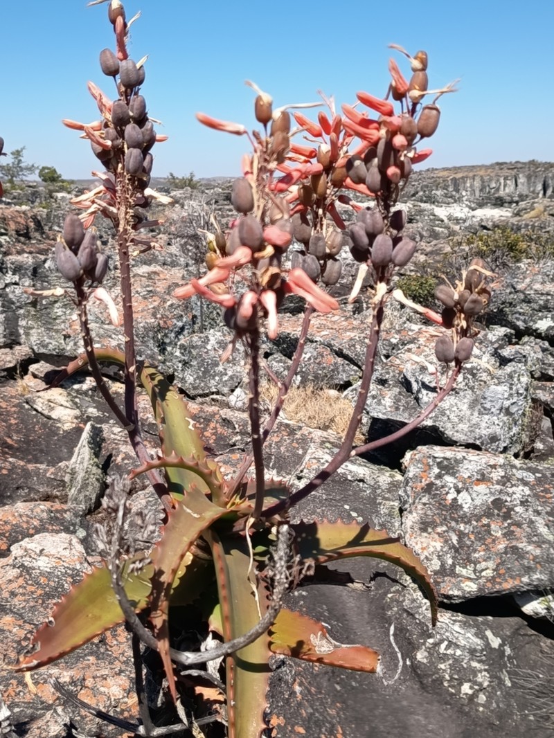 Aloe palmiformis photo 2