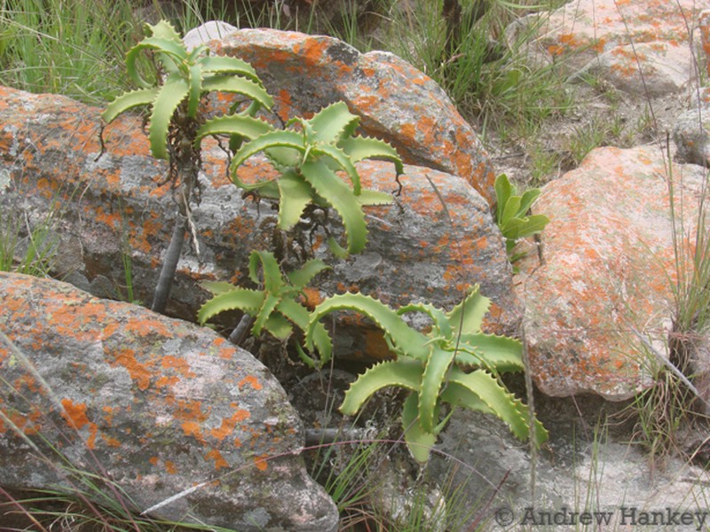 Aloe palmiformis photo 3