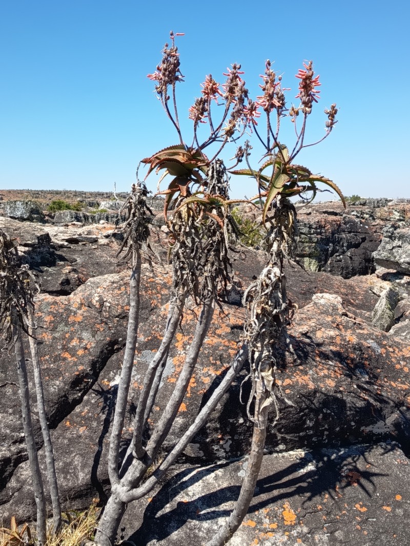 Aloe palmiformis photo 4