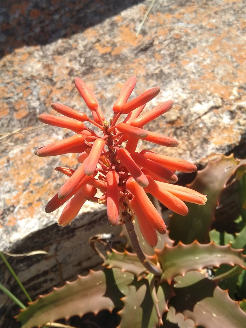 Aloe palmiformis photo 5