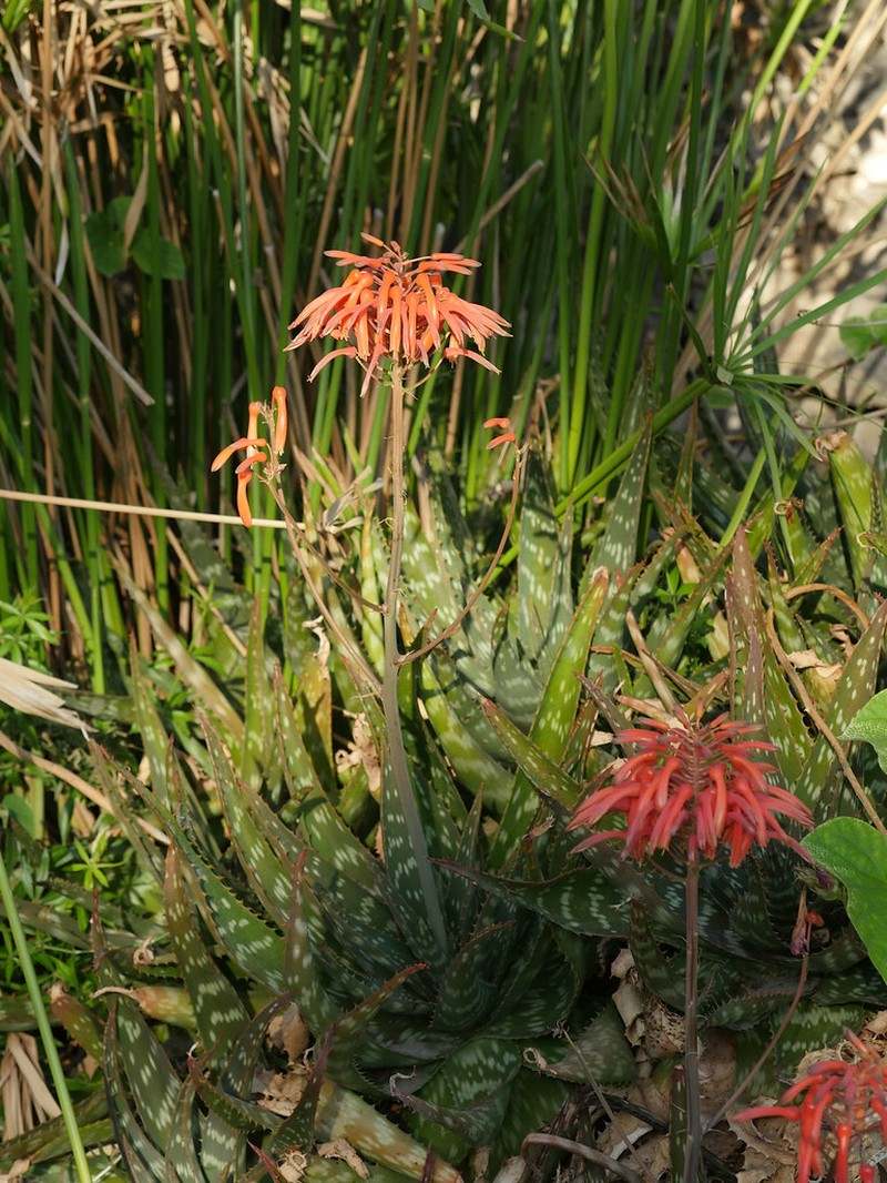 Aloe palmiformis photo 6