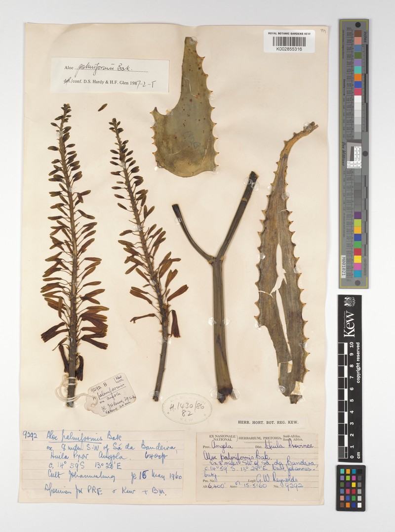 Aloe palmiformis photo 7