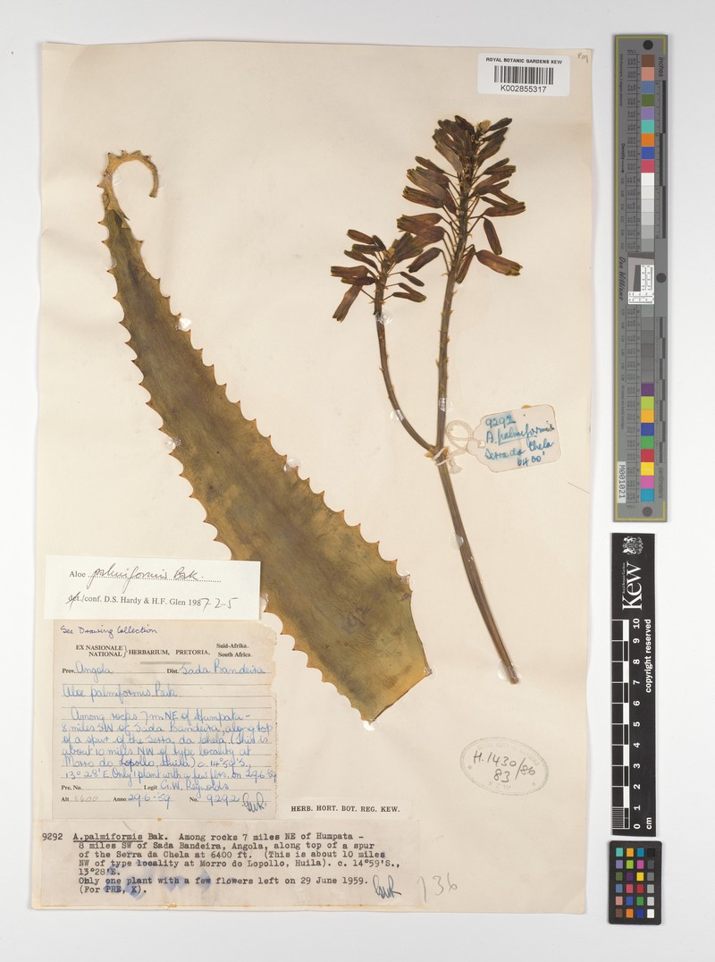 Aloe palmiformis photo 8