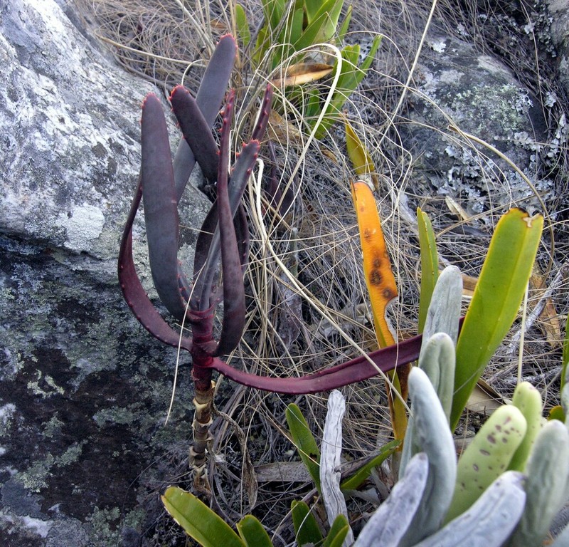Aloe parallelifolia