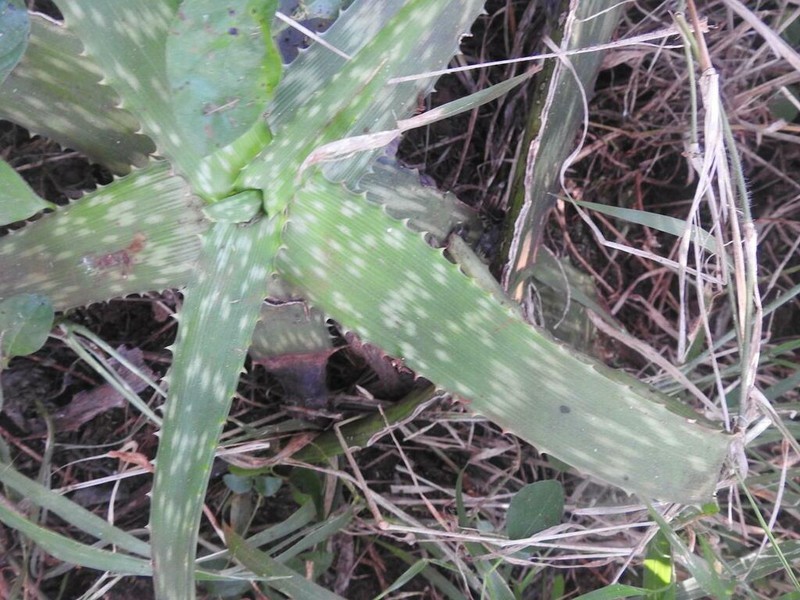 Aloe parvibracteata