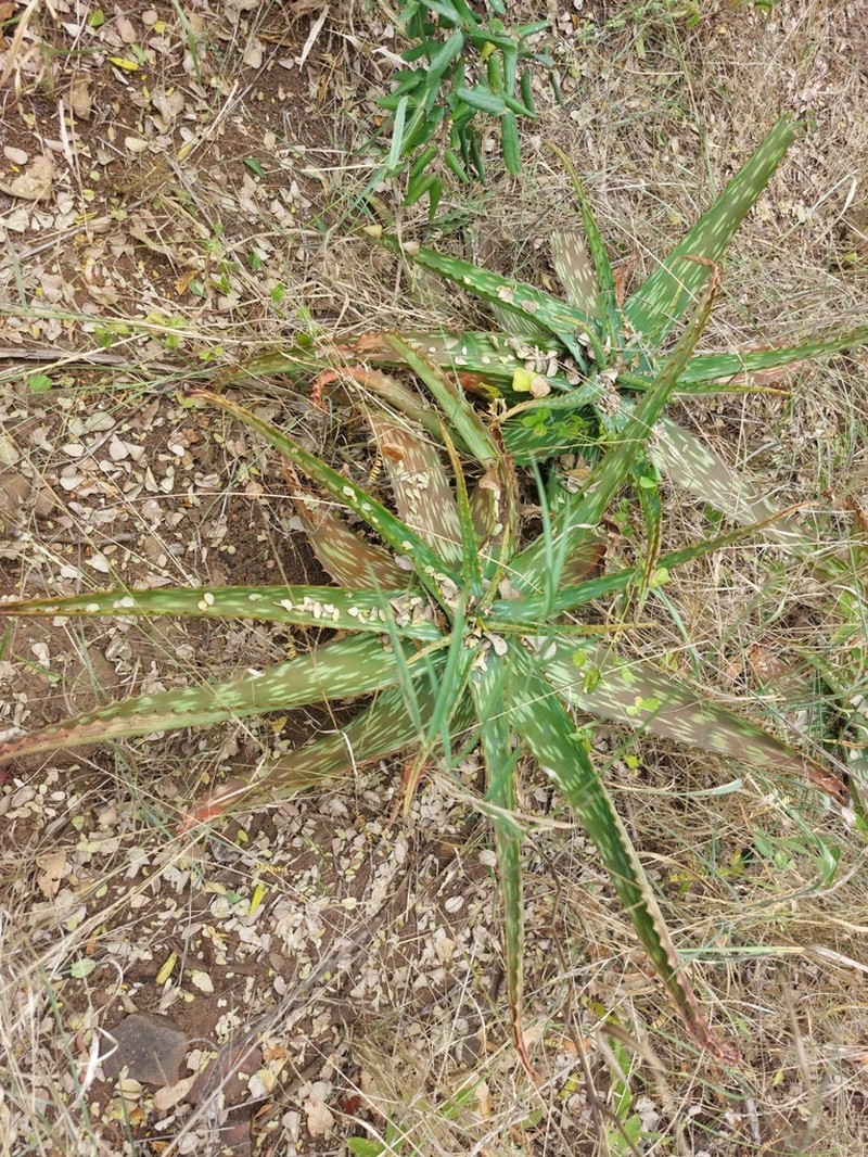 Aloe parvibracteata photo 3