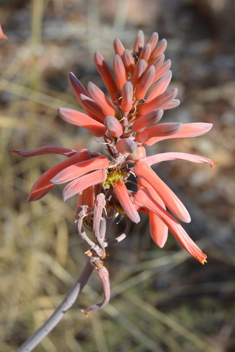 Aloe parvibracteata photo 4