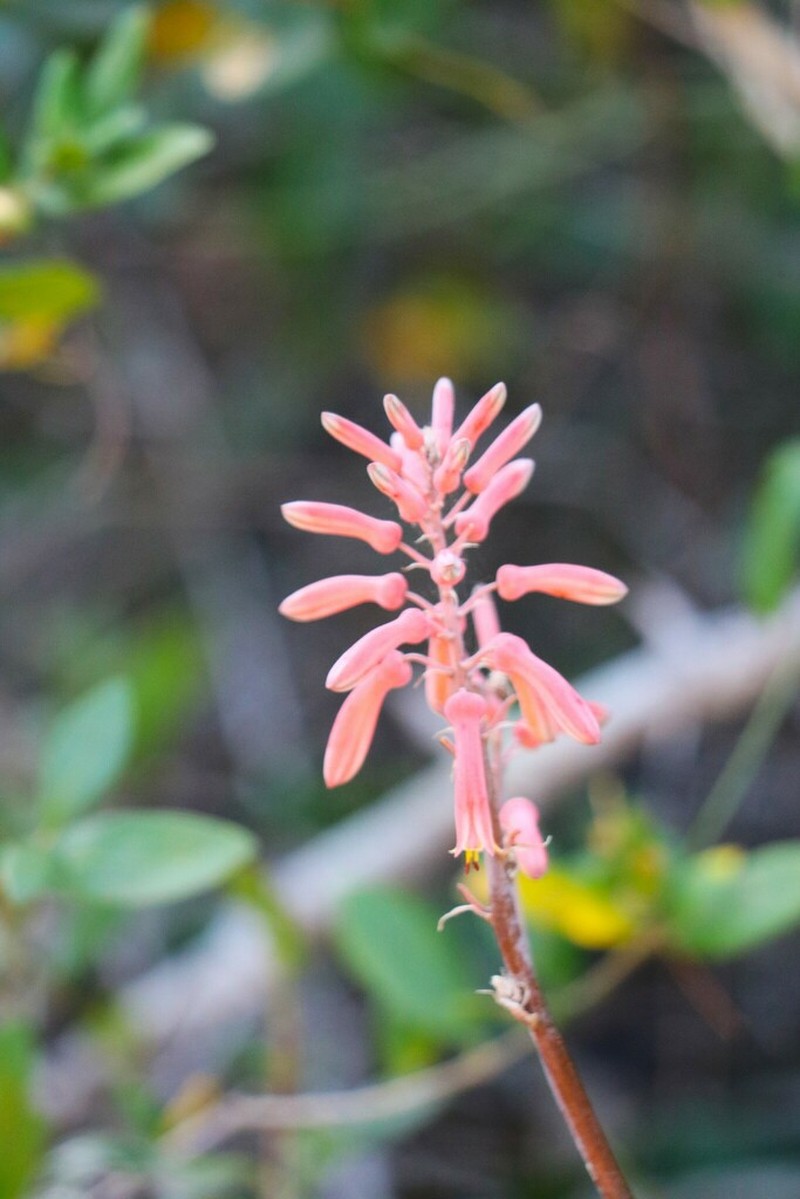 Aloe parvibracteata photo 5