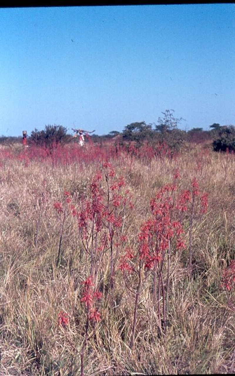 Aloe parvibracteata photo 6