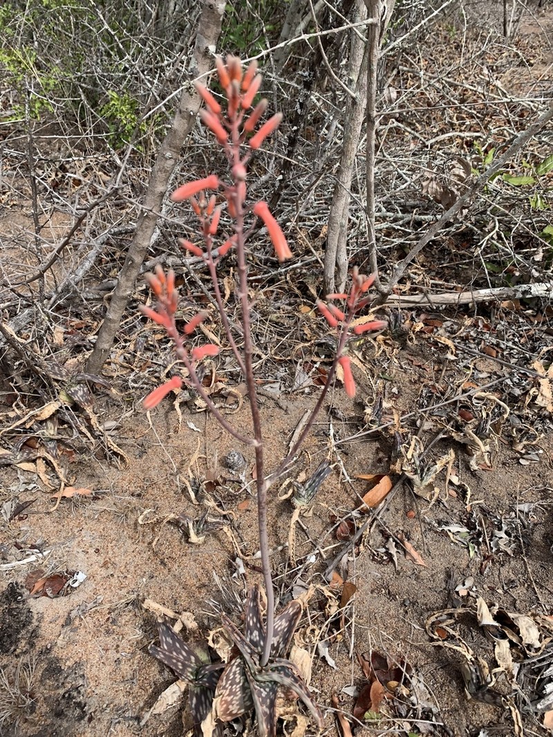 Aloe parvibracteata photo 7