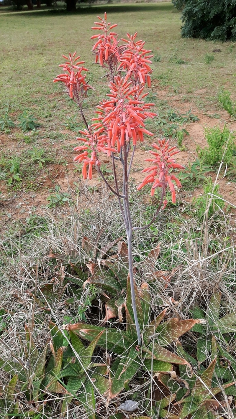 Aloe parvibracteata photo 8