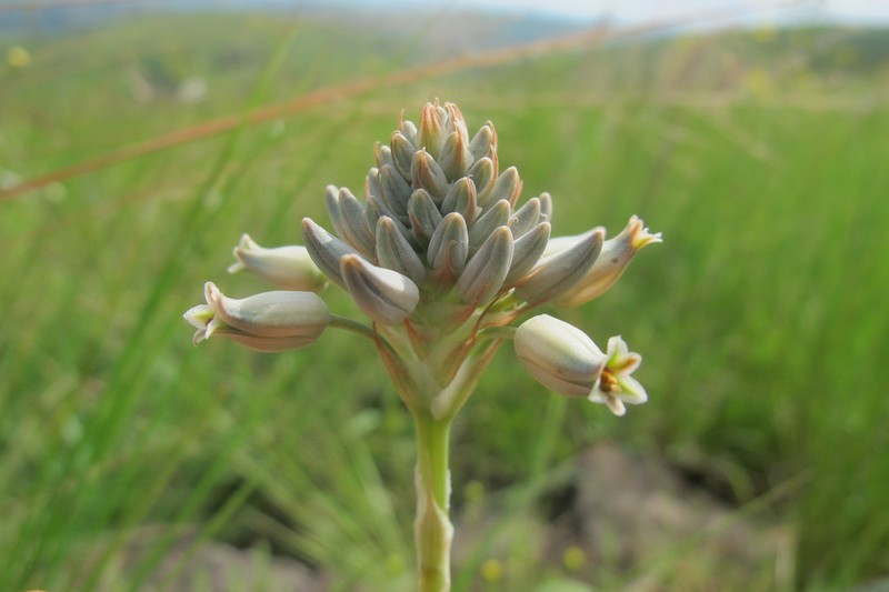 Aloe parviflora