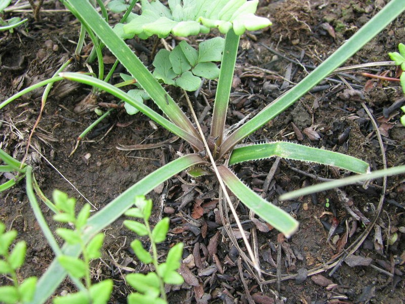 Aloe parviflora photo 2