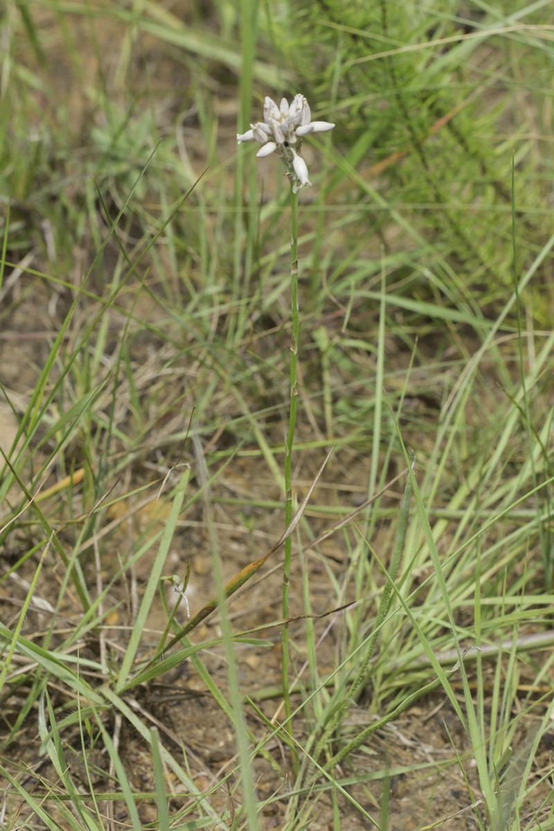 Aloe parviflora photo 3