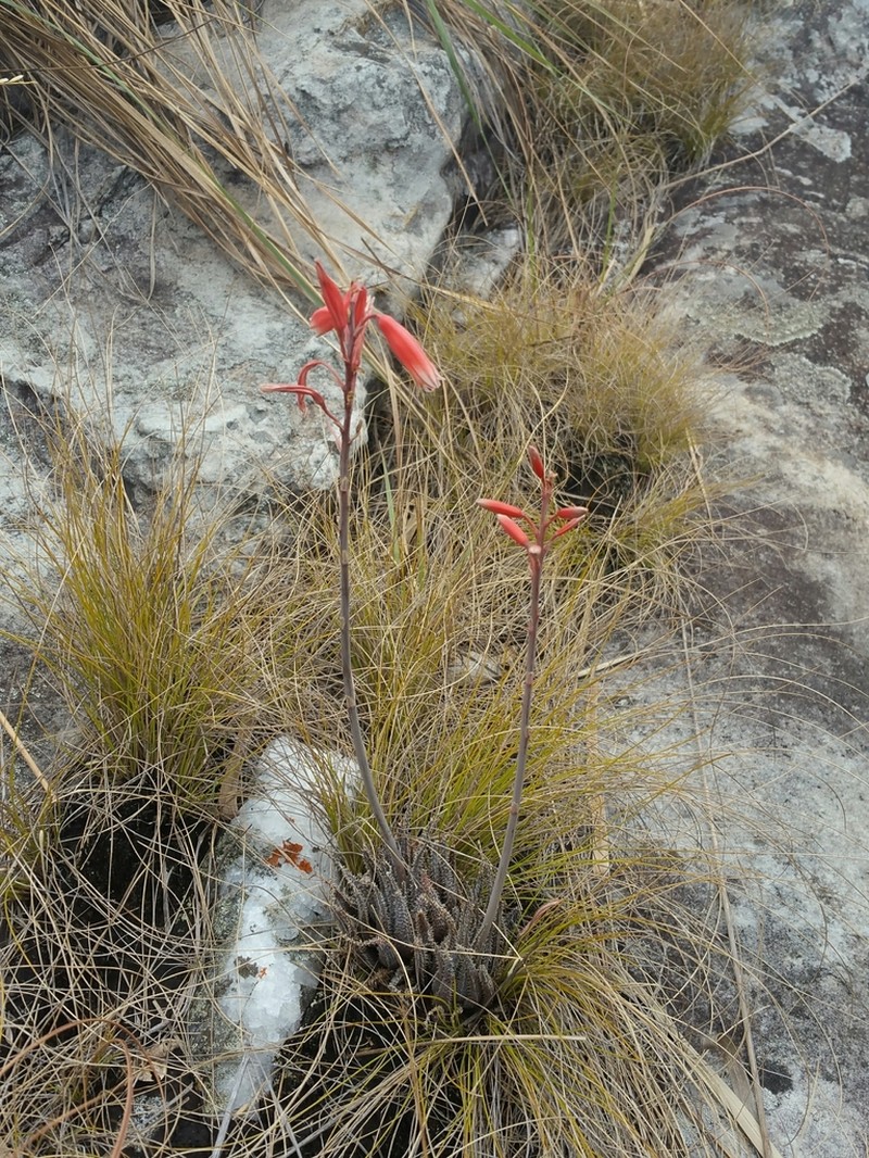 Aloe parvula