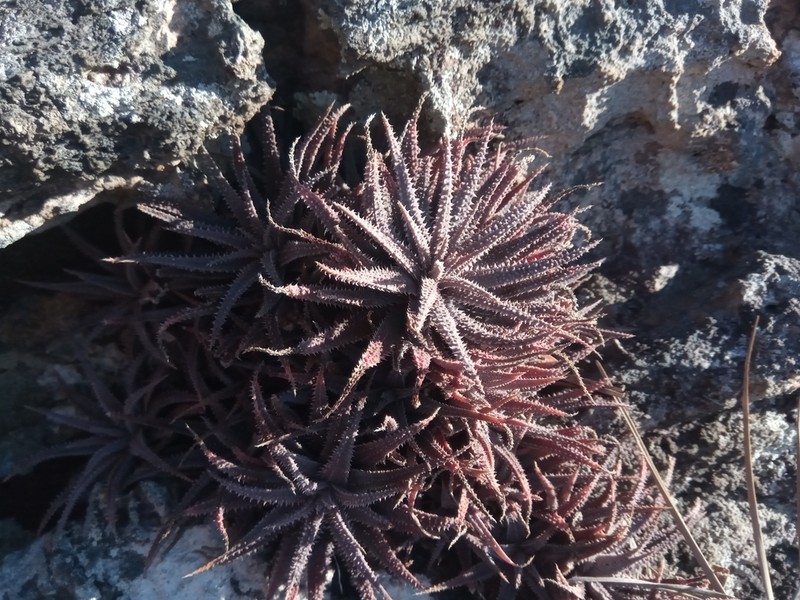 Aloe parvula photo 2