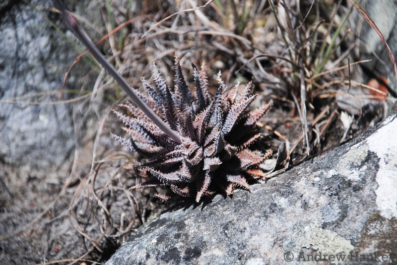 Aloe parvula photo 3