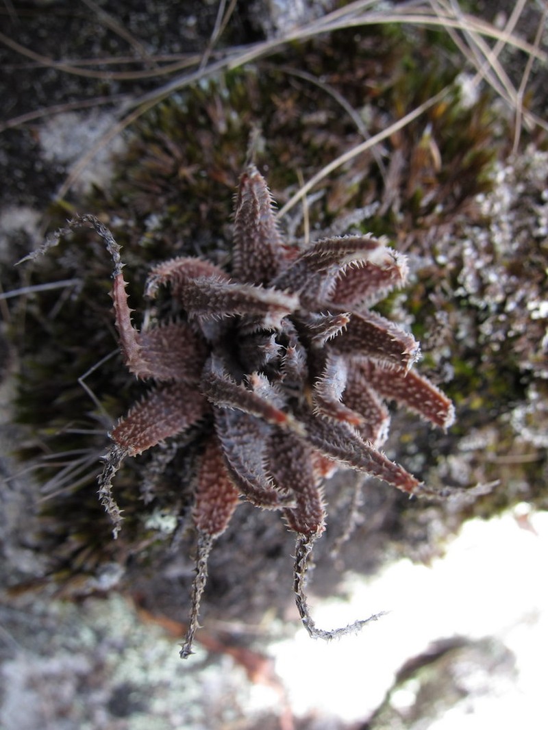 Aloe parvula photo 4