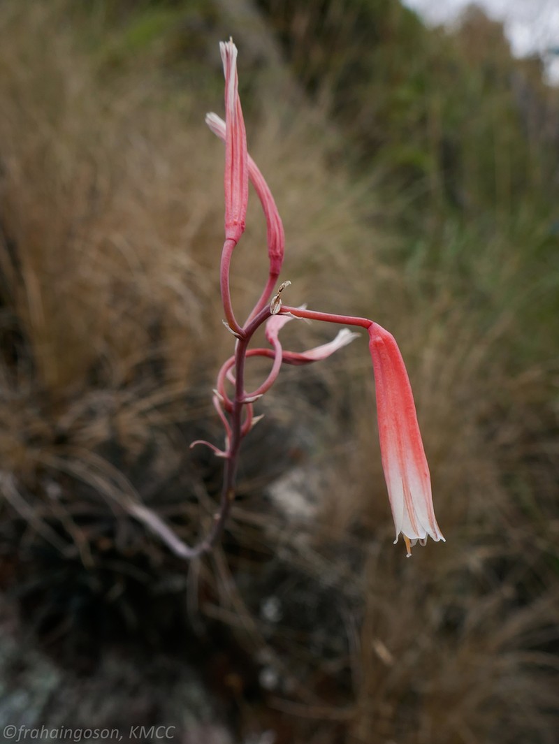 Aloe parvula photo 5