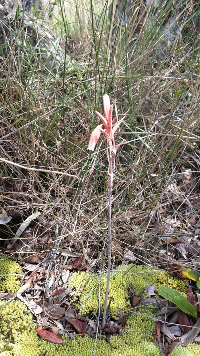 Aloe parvula photo 6