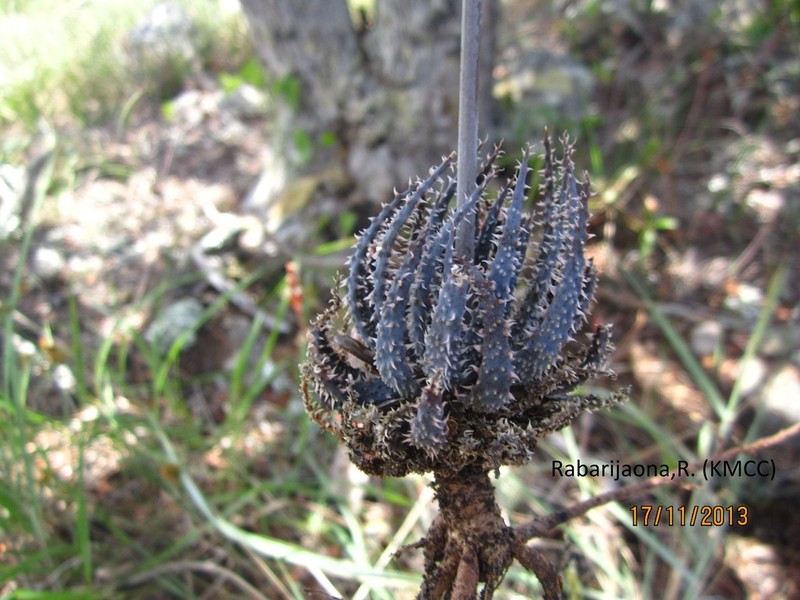 Aloe parvula photo 7