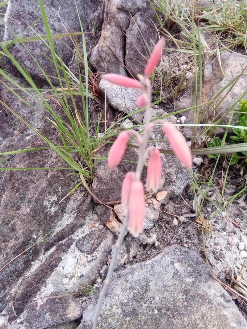 Aloe parvula photo 8