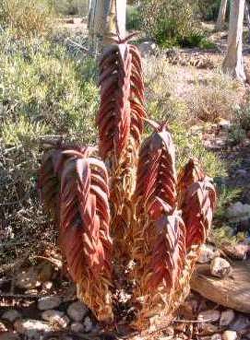 Aloe pearsonii