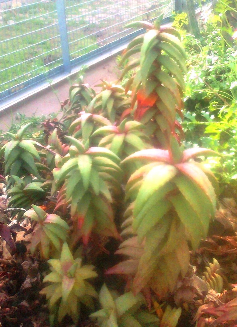 Aloe pearsonii photo 2