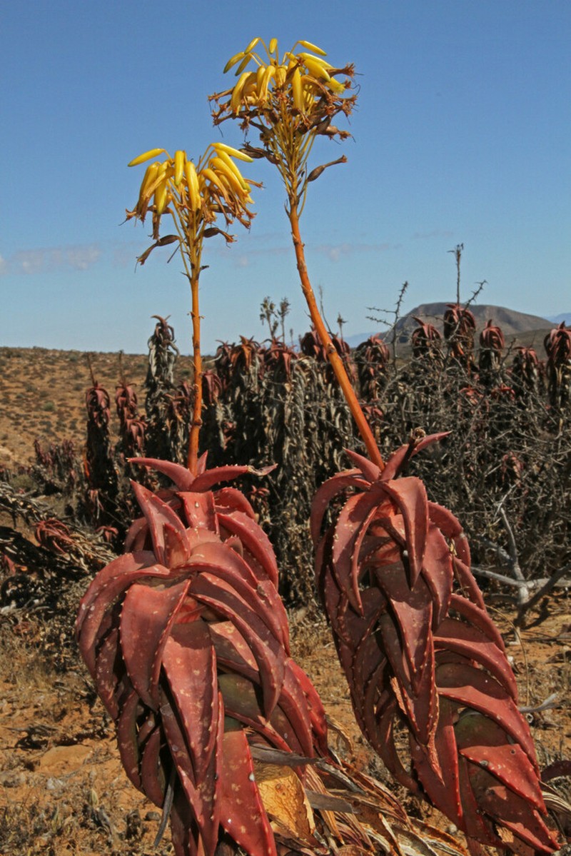 Aloe pearsonii photo 3
