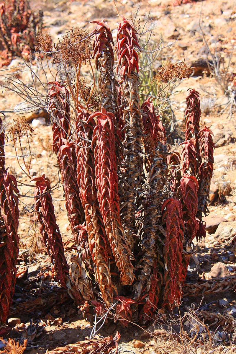 Aloe pearsonii photo 6