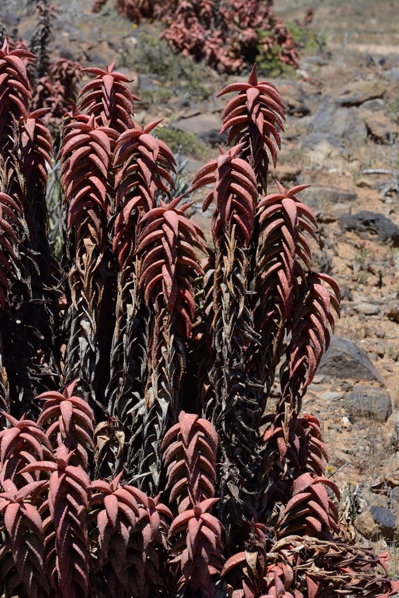 Aloe pearsonii photo 7