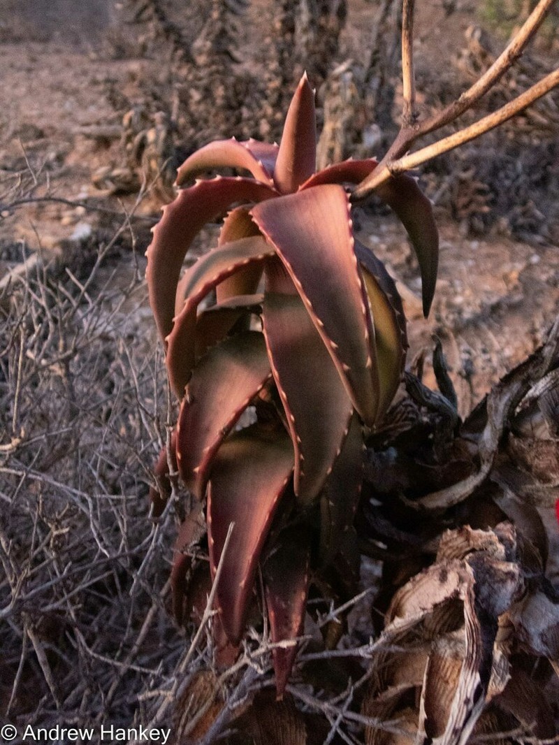 Aloe pearsonii photo 8