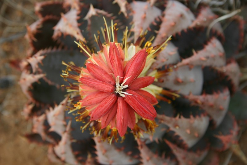 Aloe peglerae photo 2