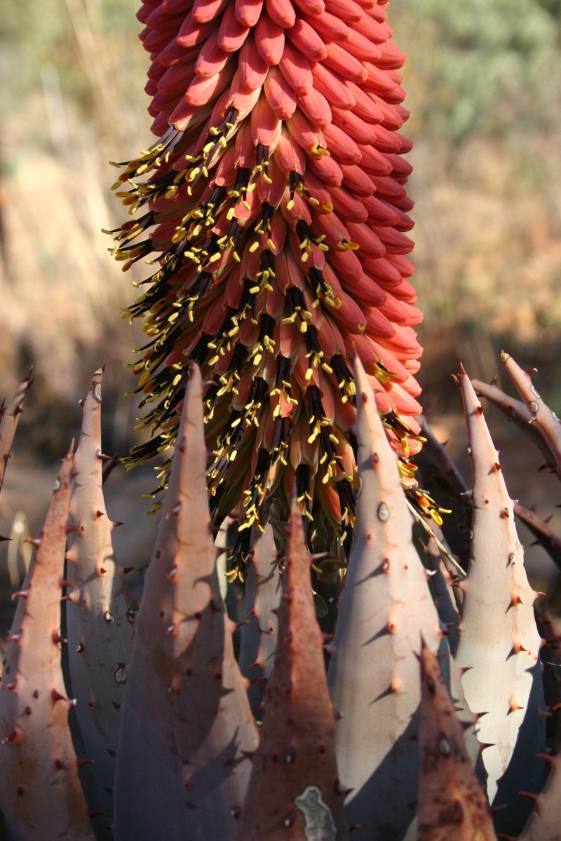 Aloe peglerae photo 3