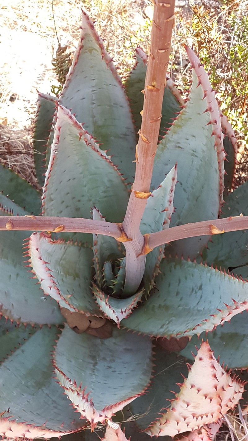Aloe peglerae photo 4