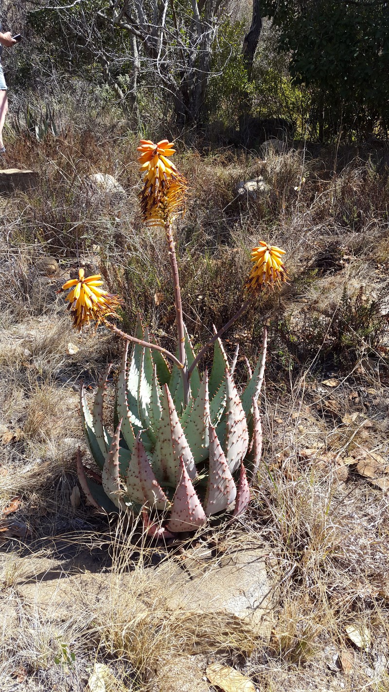 Aloe peglerae photo 5