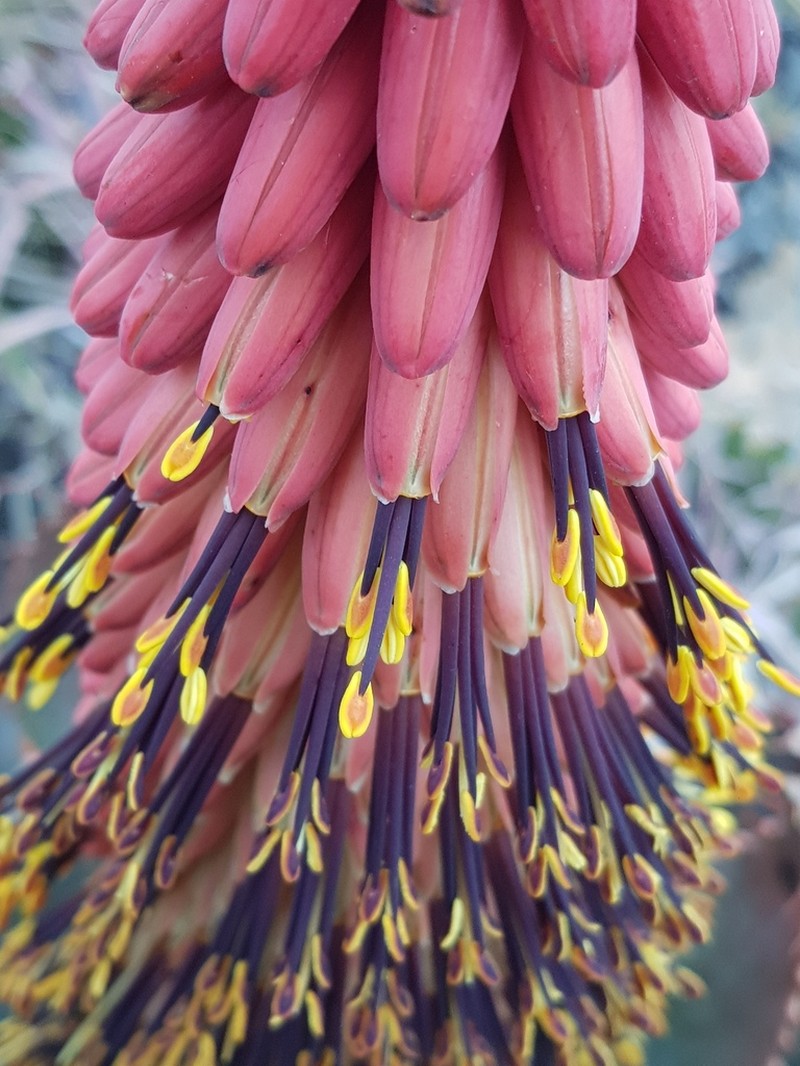 Aloe peglerae photo 6