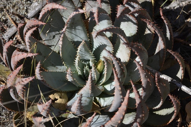Aloe peglerae photo 7