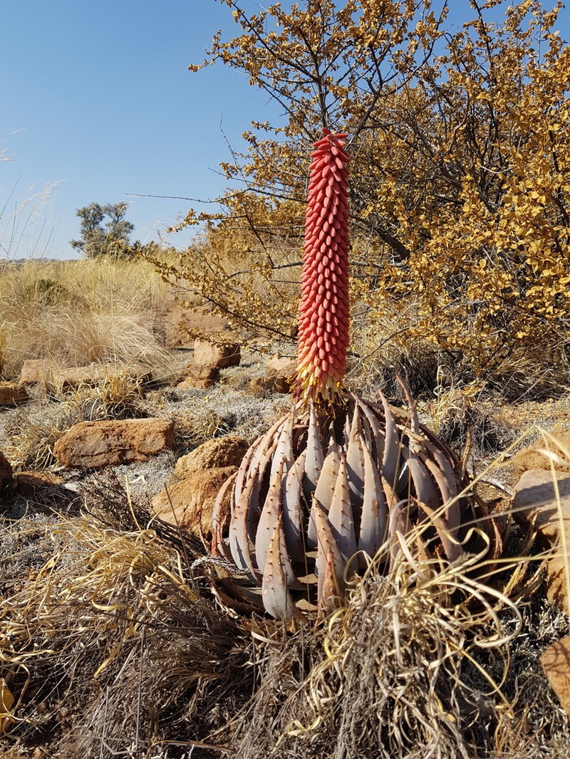 Aloe peglerae photo 8