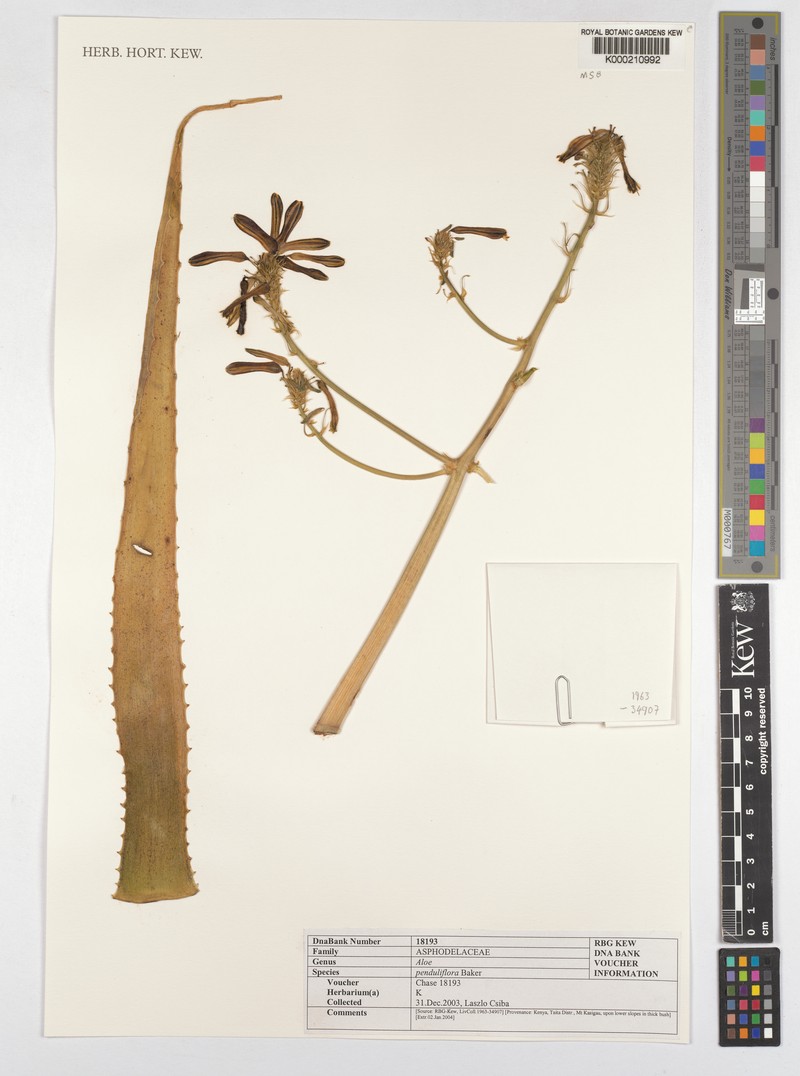 Aloe penduliflora