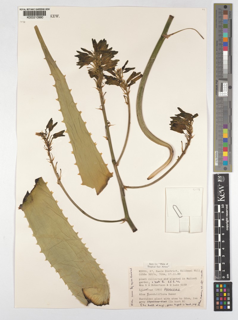Aloe penduliflora photo 3
