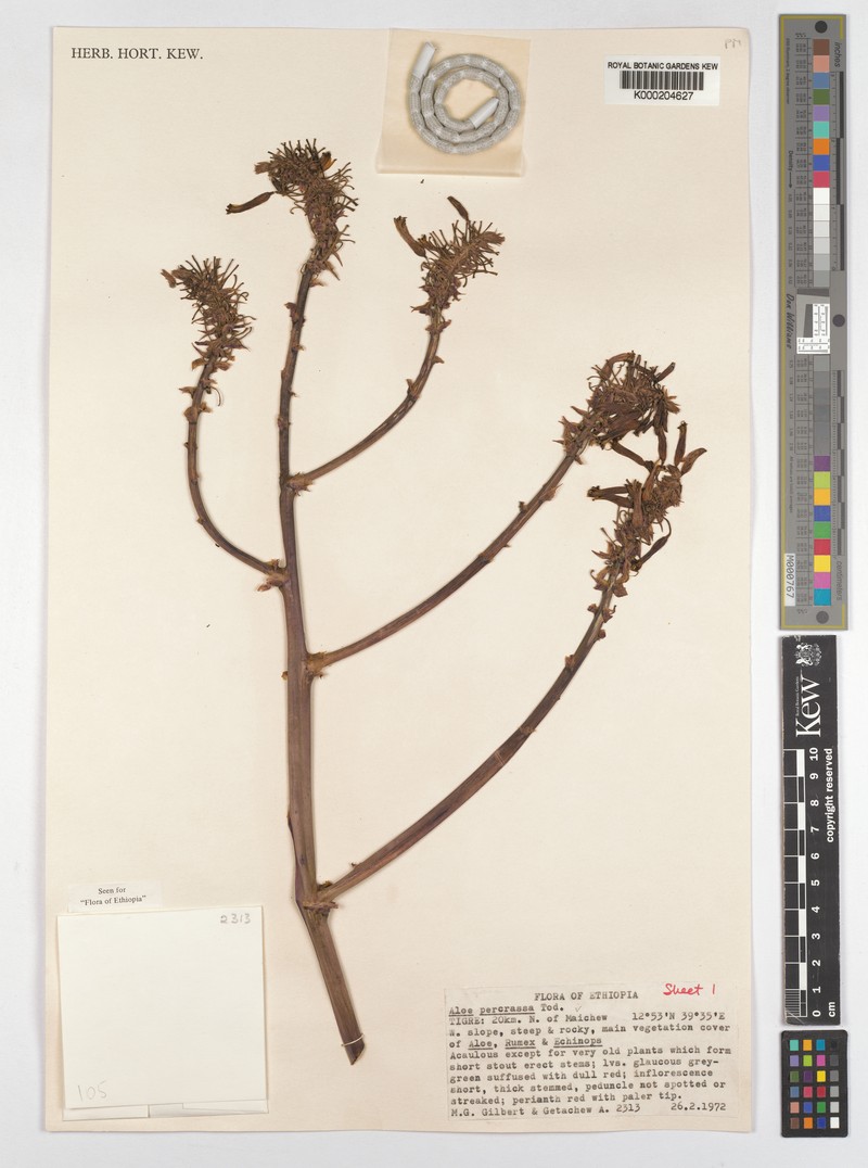 Aloe percrassa photo 5