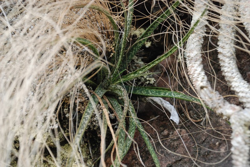 Aloe perrieri photo 2