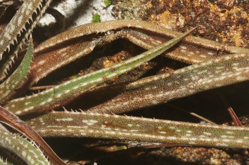 Aloe perrieri photo 3