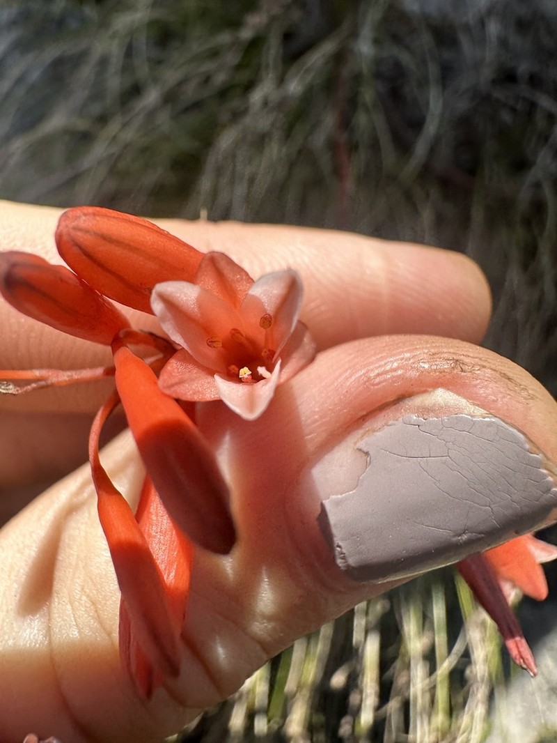 Aloe perrieri photo 4